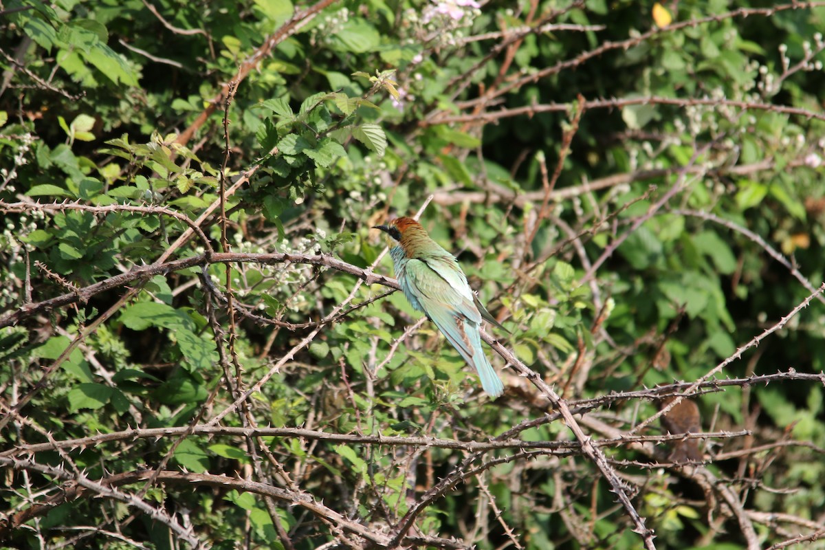 vlha pestrá - ML644581533