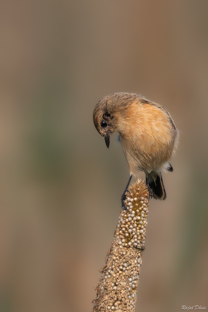 דוחל מזרחי - ML644581536