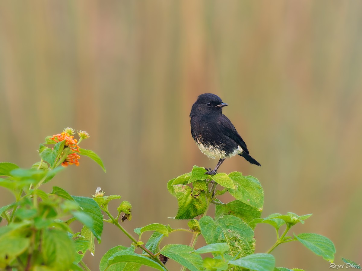 דוחל שחור - ML644581543