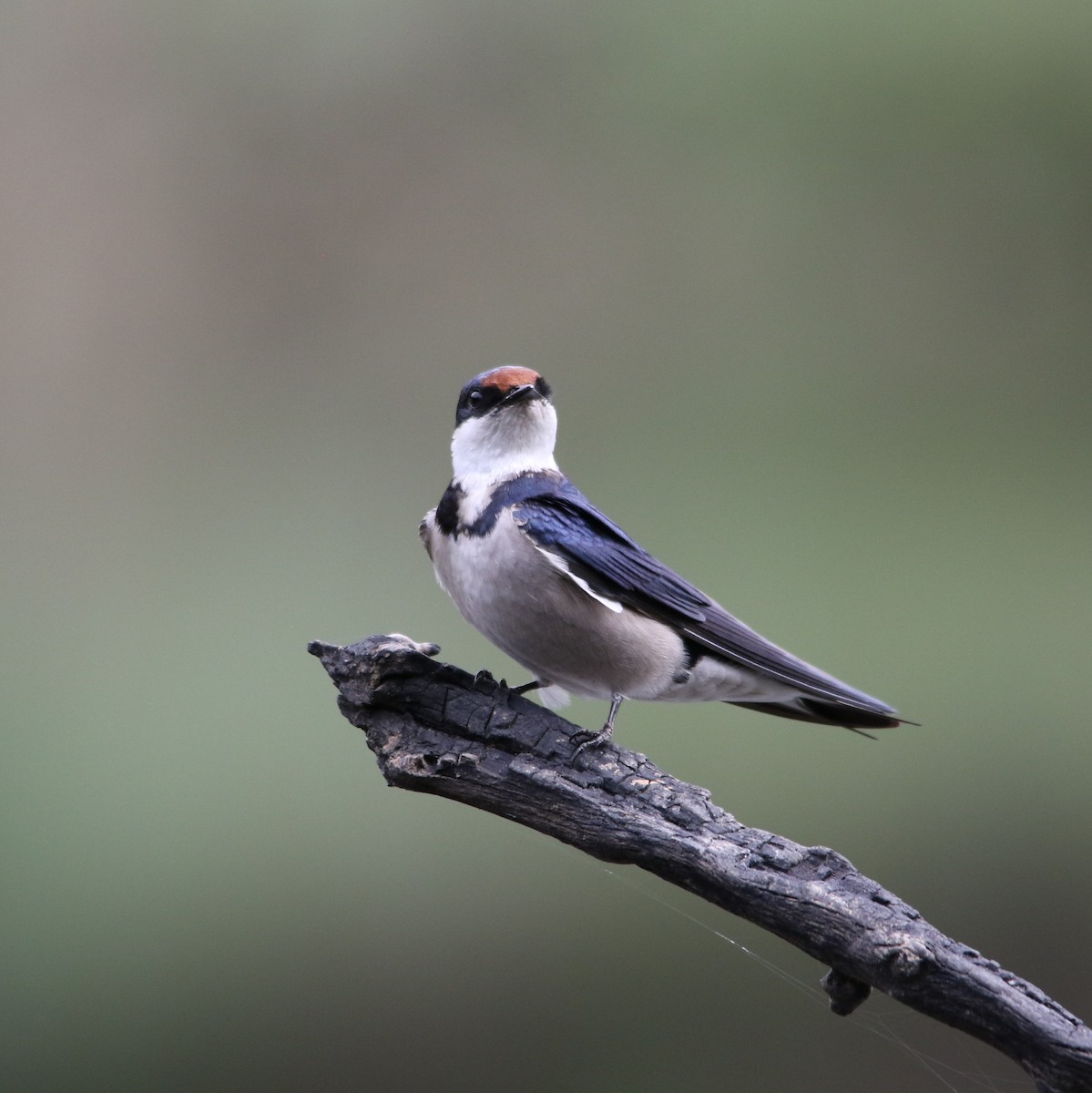 vlaštovka jihoafrická - ML644581547