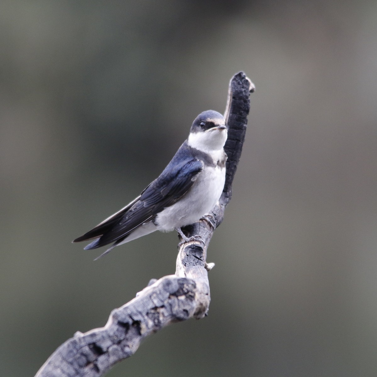 vlaštovka jihoafrická - ML644581548