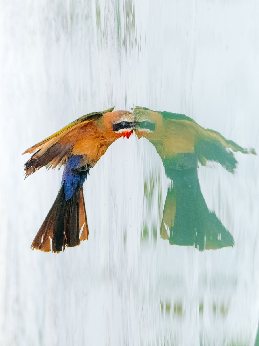 White-fronted Bee-eater - ML644581549