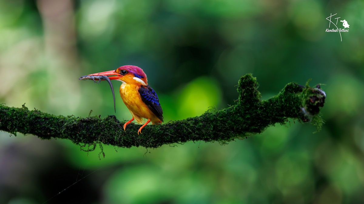 orientisfugl - ML644581551