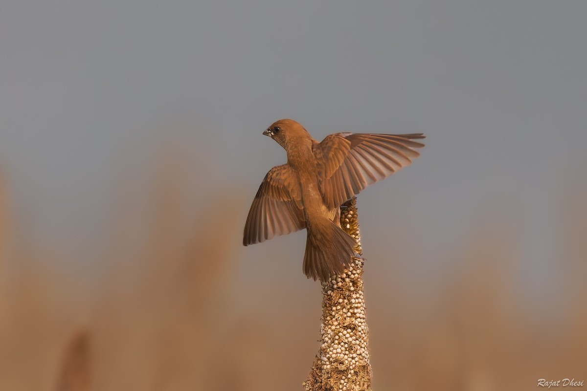 מוניה מפוספסת-חזה - ML644581560
