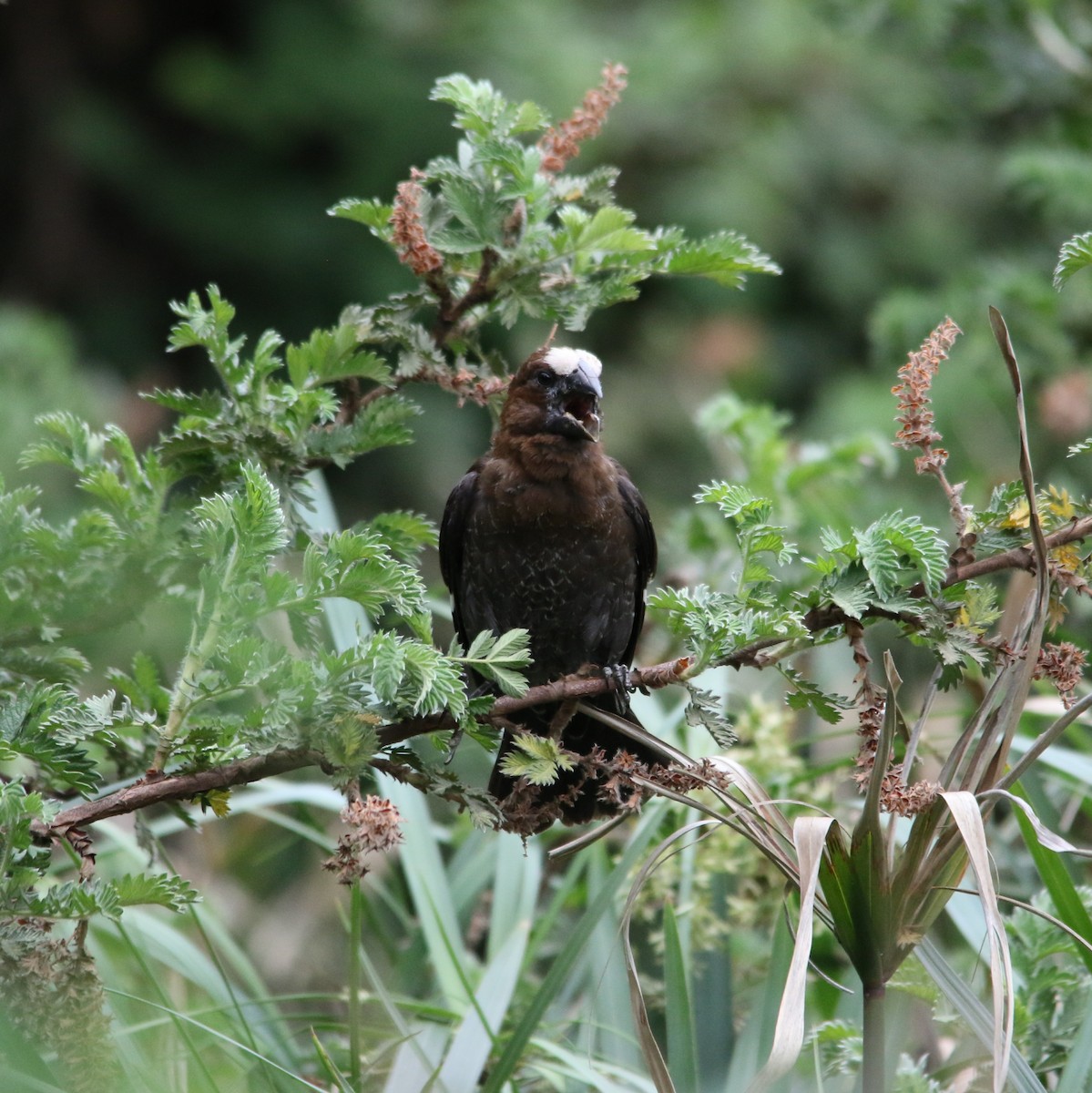 Grosbeak Weaver - ML644581561