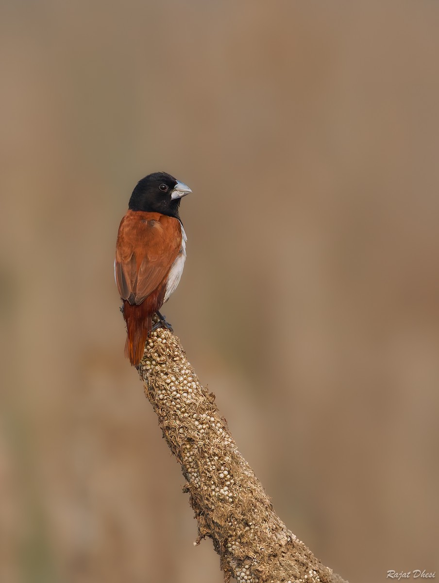 Tricolored Munia - ML644581563