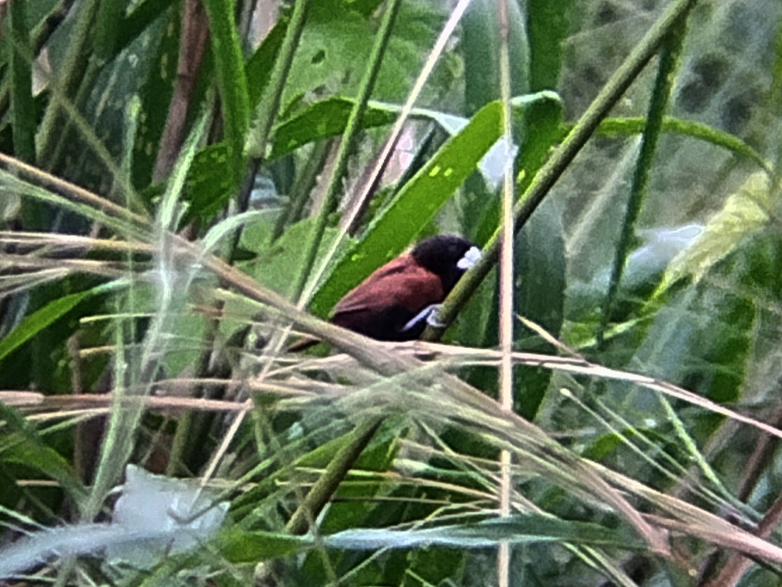 Kestane Rengi Munya - ML644581566