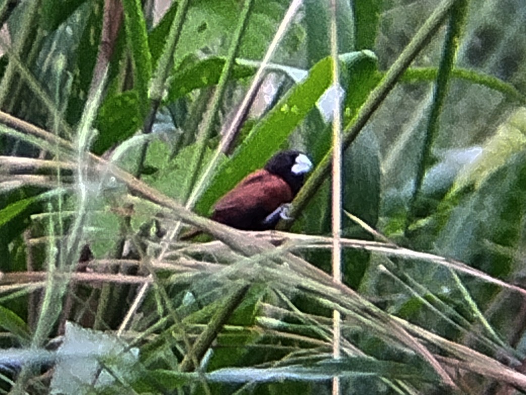 Kestane Rengi Munya - ML644581569