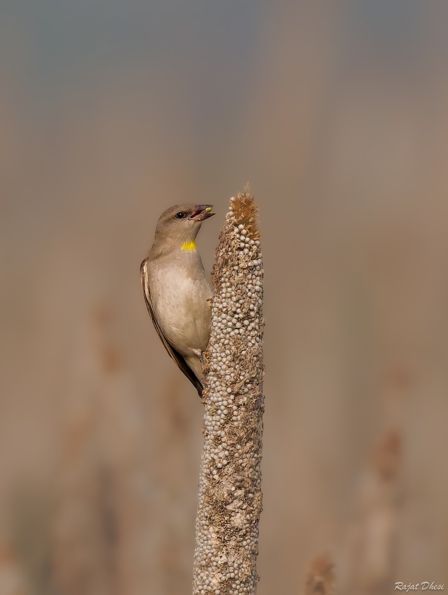 דרורית צהובת-גרון - ML644581578