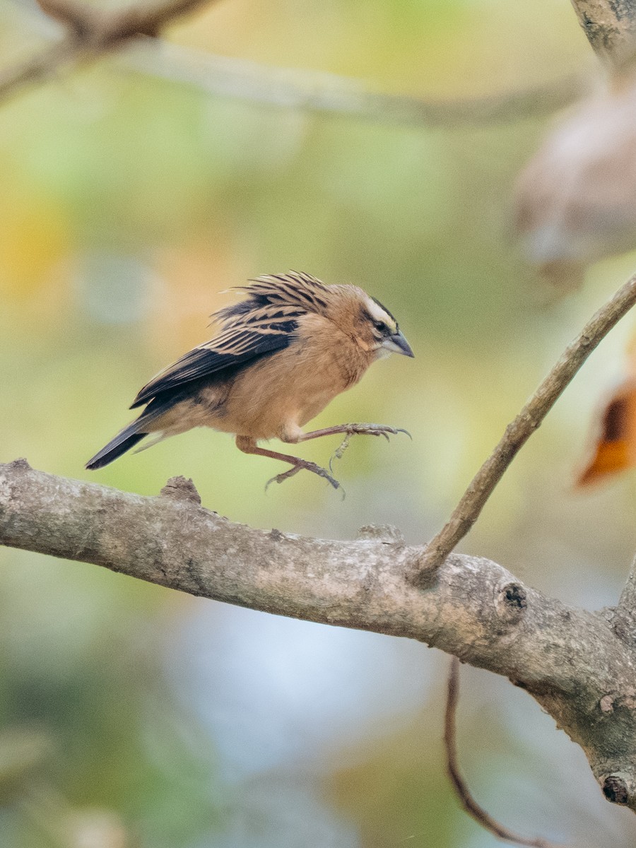 Euplecte de Gierow - ML644581580