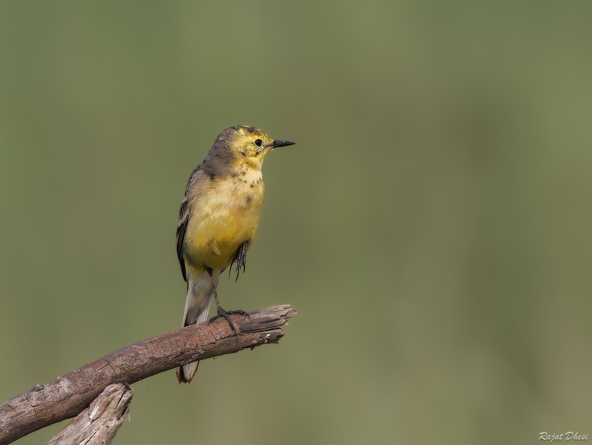 נחליאלי לימוני - ML644581582