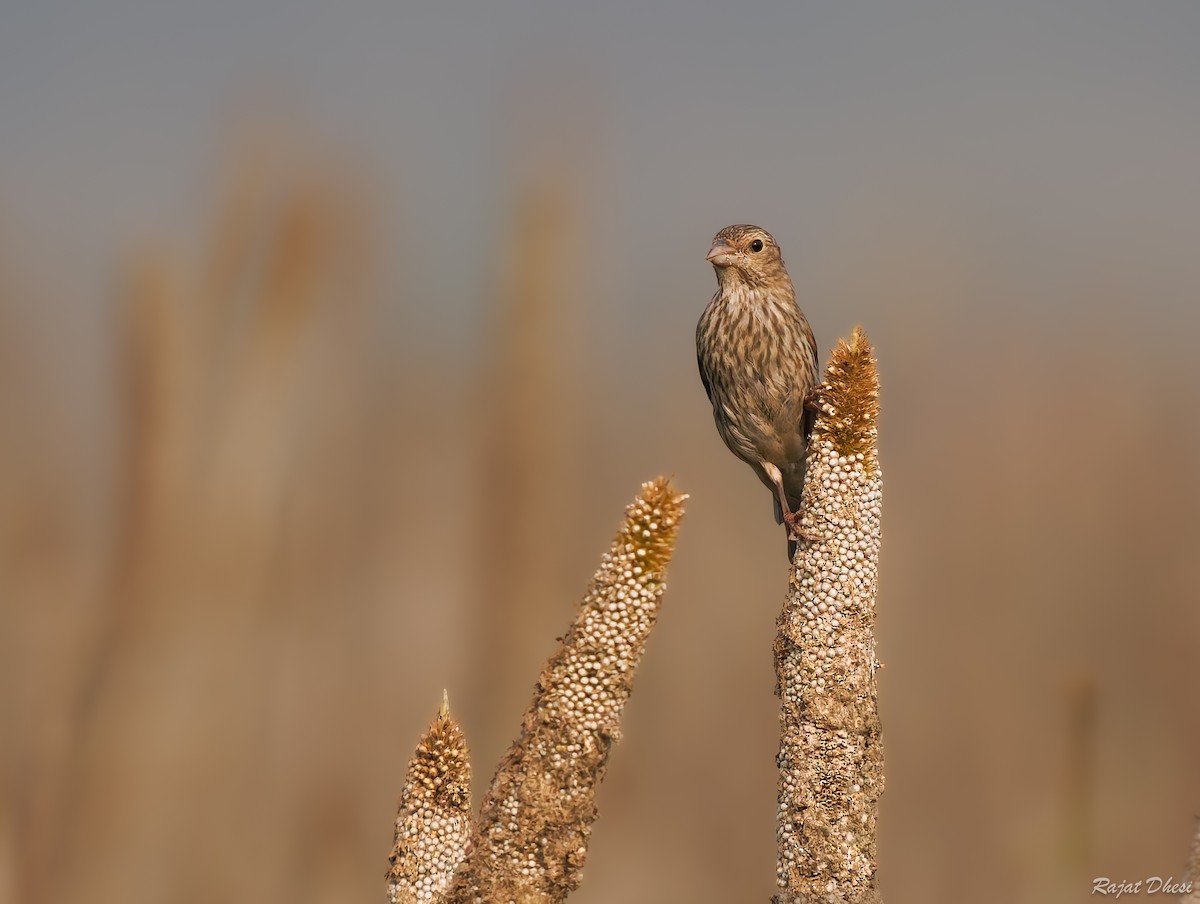 ורדית אירופית - ML644581589