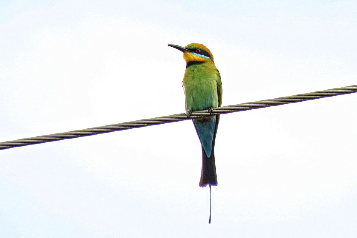 Guêpier arc-en-ciel - ML644581601