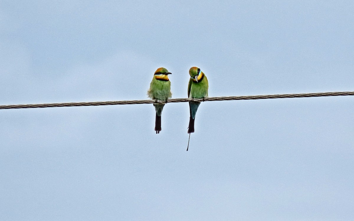Guêpier arc-en-ciel - ML644581602