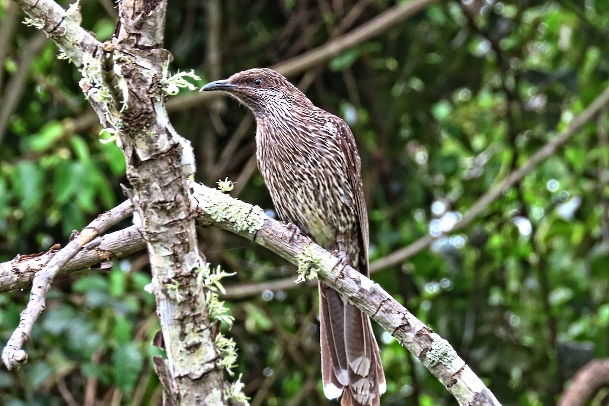 Méliphage à gouttelettes - ML644581612