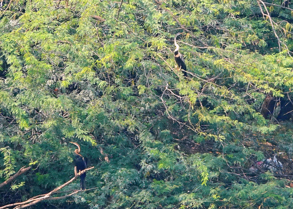 Doğu Yılanboyunu - ML644581613