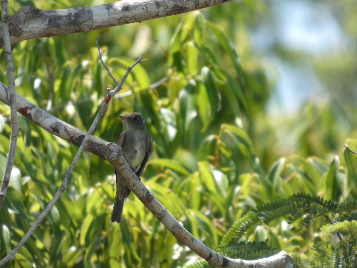 Hellbauch-Schnäppertyrann - ML644581616