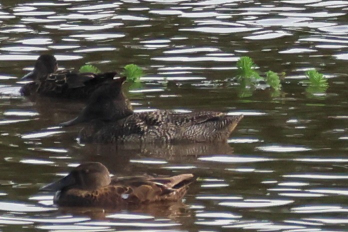 Stictonette tachetée - ML644581622