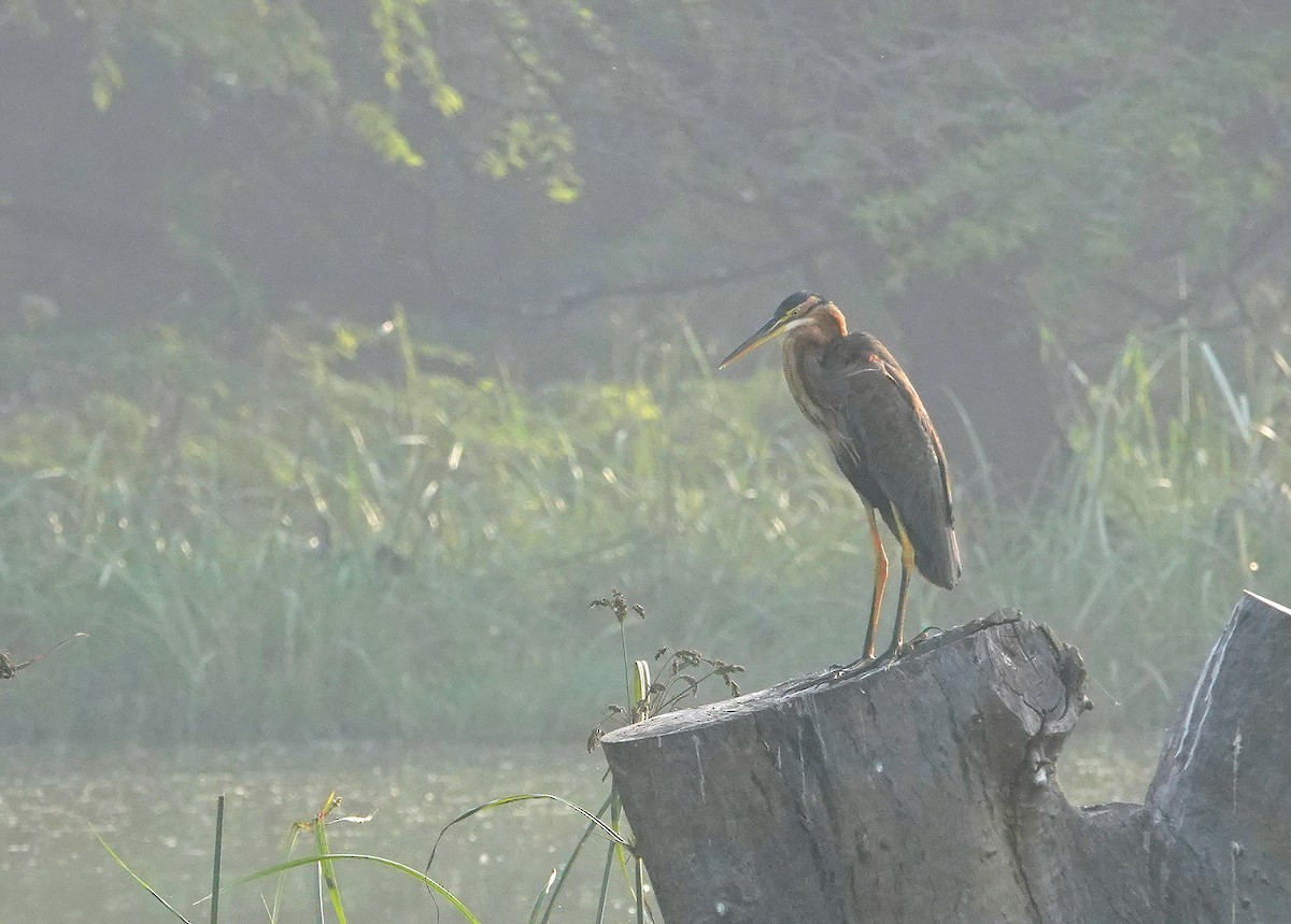 ムラサキサギ - ML644581635