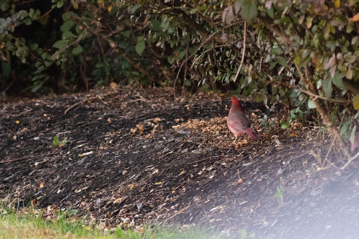 rødkardinal - ML644581638