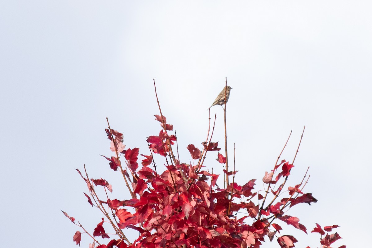 House Finch - ML644581642