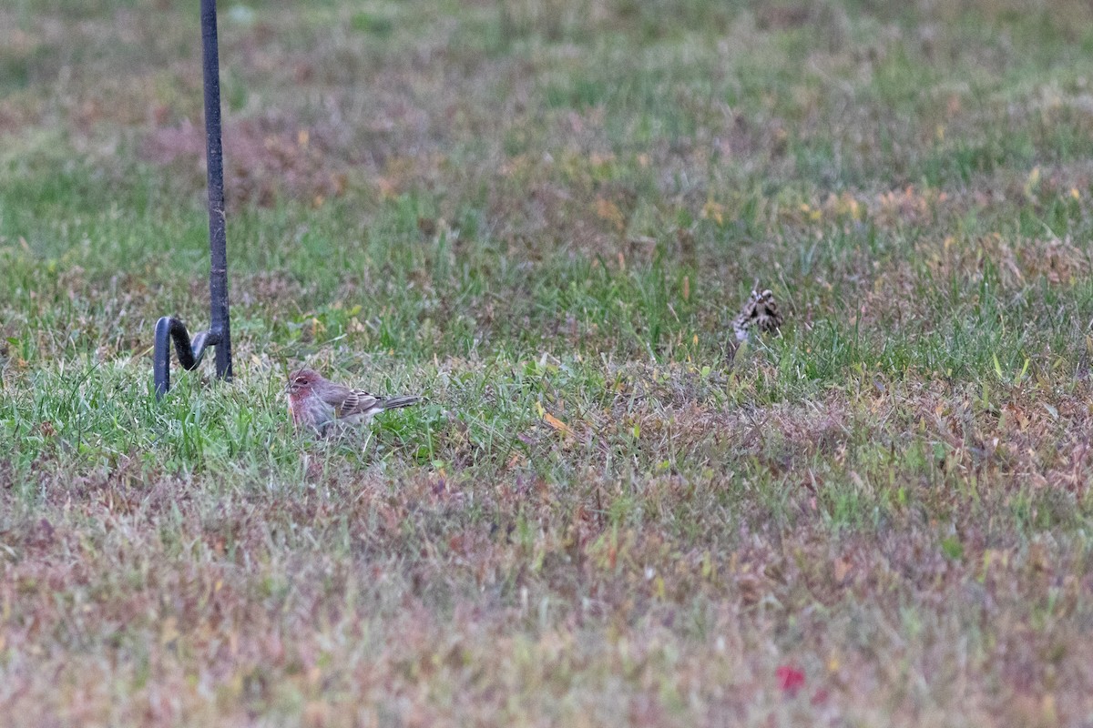 House Finch - ML644581643