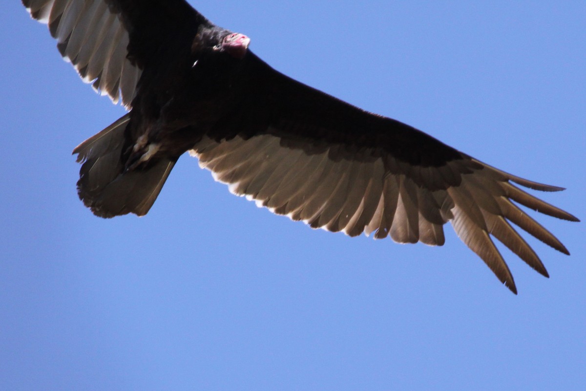 Turkey Vulture - ML644581644