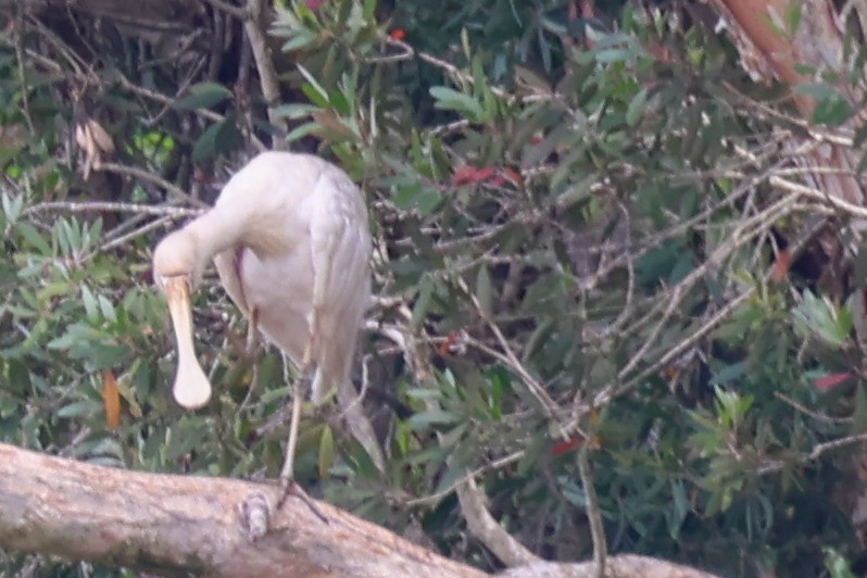 Spatule à bec jaune - ML644581646