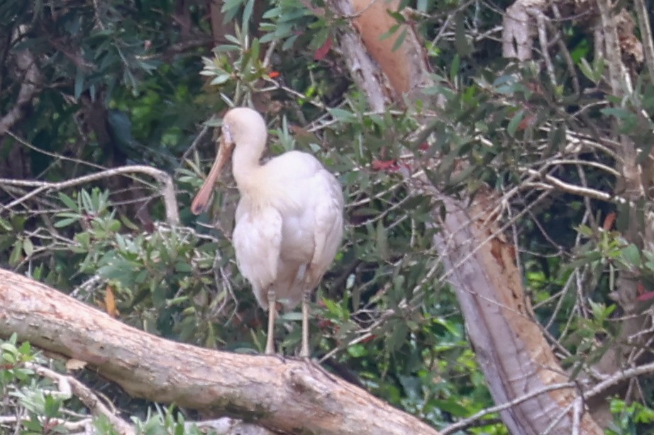Spatule à bec jaune - ML644581647
