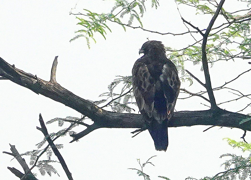 Бор бүргэд - ML644581648