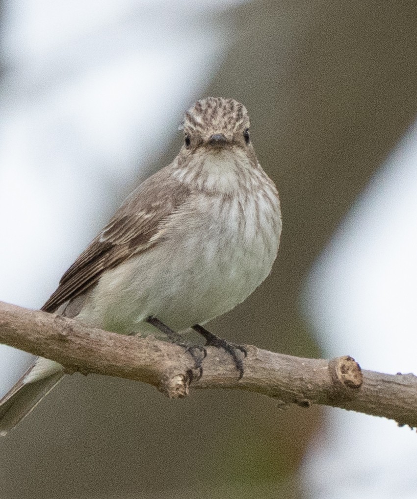 Spotted Flycatcher - ML644581649