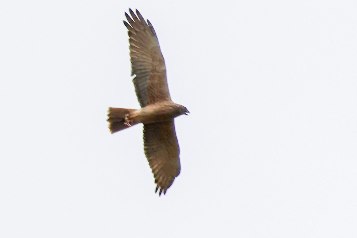 Busard de Gould - ML644581652