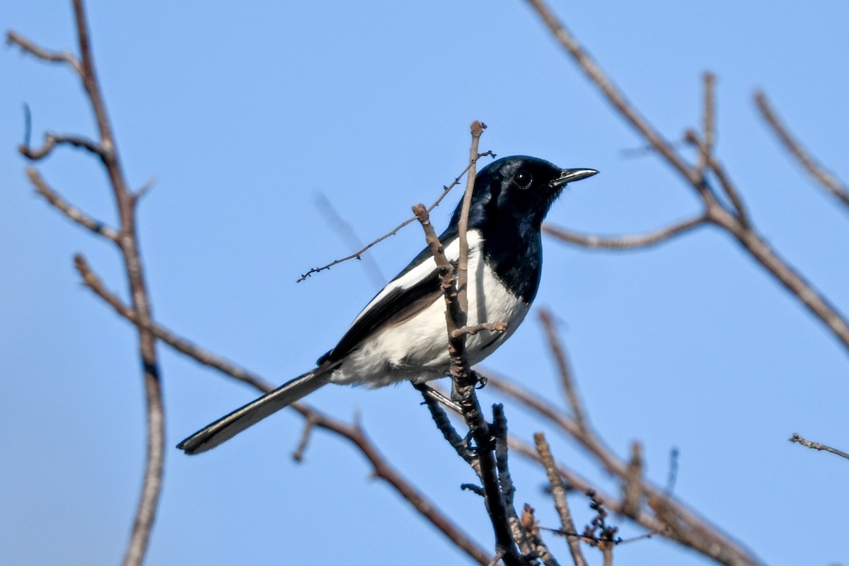 Мадагаскарский шама (inexspectatus) - ML644581659