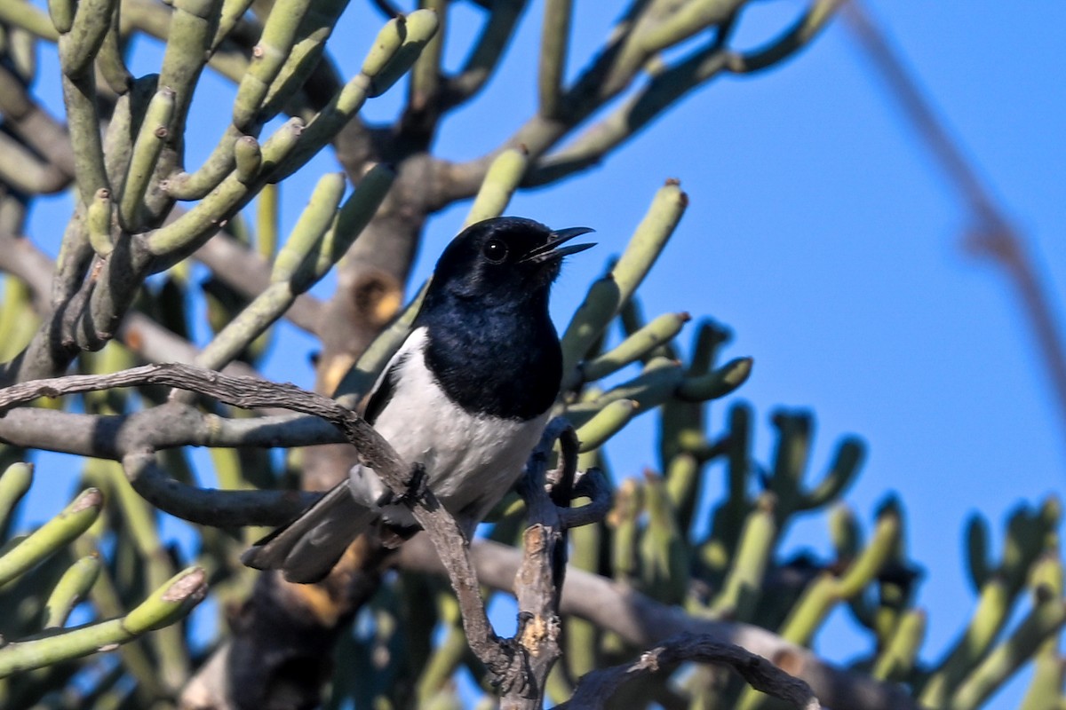 Мадагаскарский шама (inexspectatus) - ML644581660