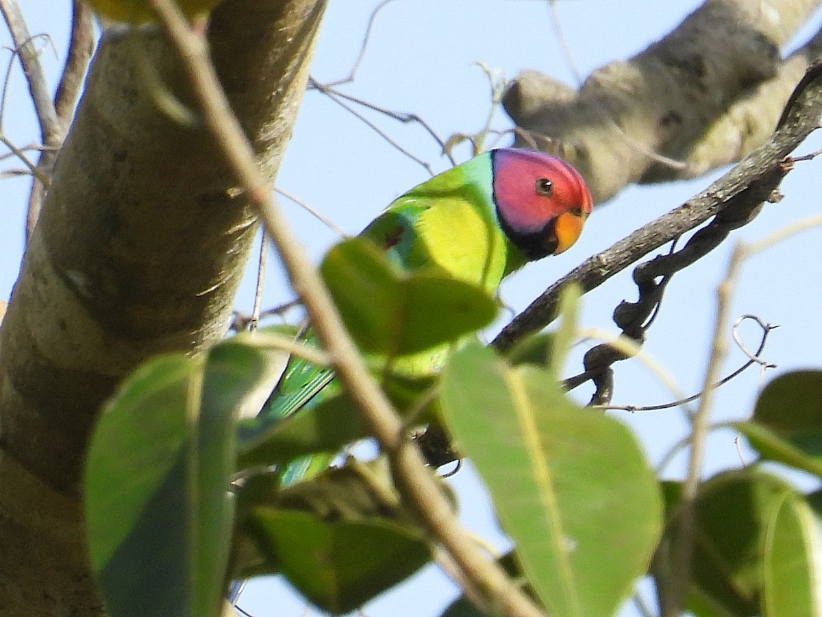 Папужець фіолетовоголовий - ML644581664