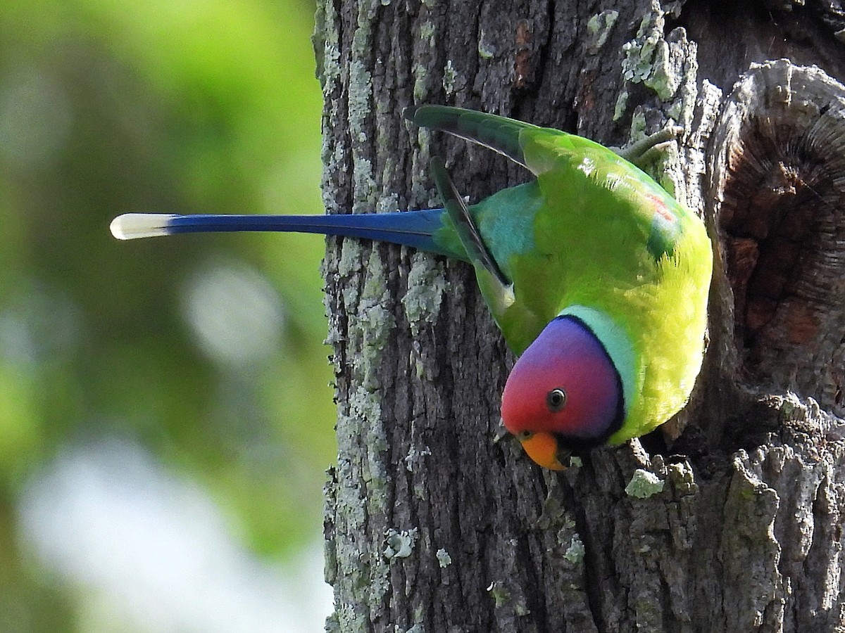 Папужець фіолетовоголовий - ML644581665