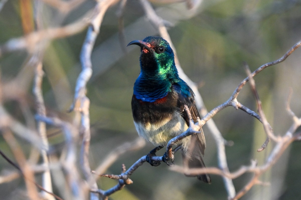 sovimangasolfugl - ML644581670