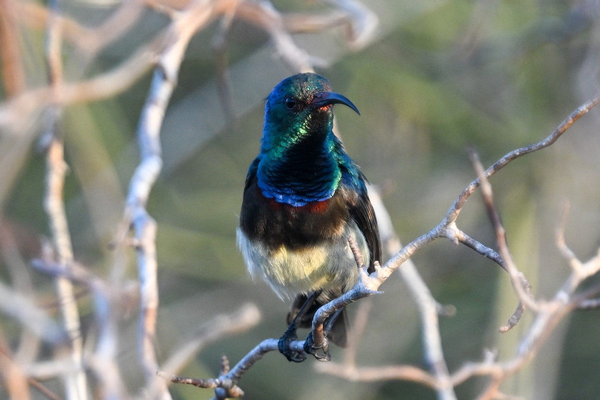 sovimangasolfugl - ML644581671