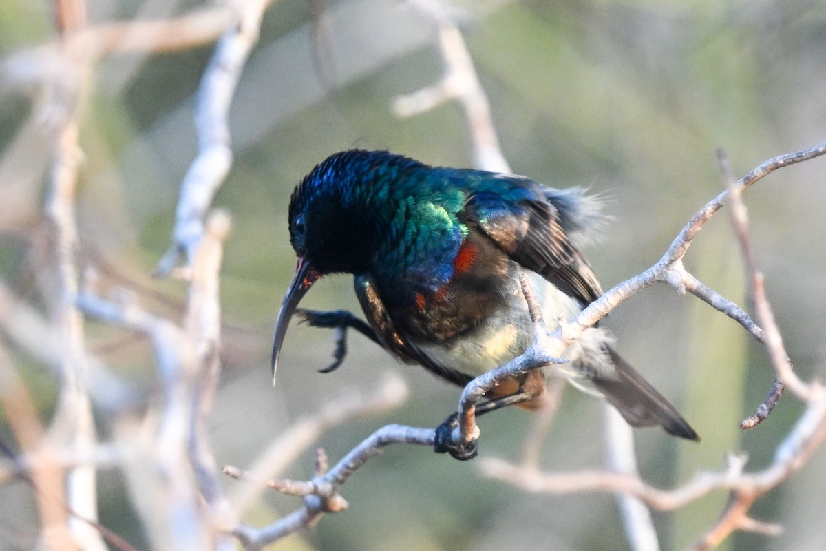 sovimangasolfugl - ML644581672