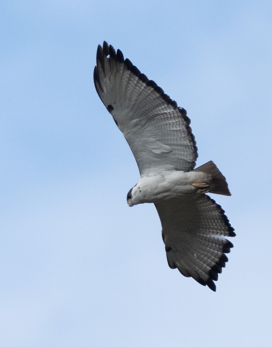 Augur Buzzard - ML644581673