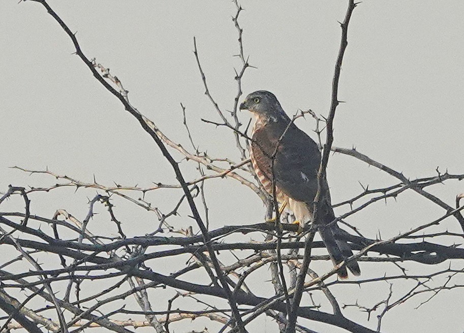 Үүрсээ харцага - ML644581674