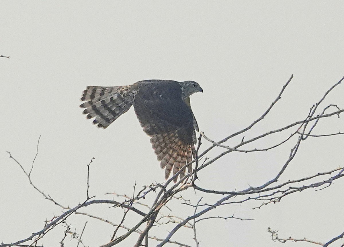 Үүрсээ харцага - ML644581675