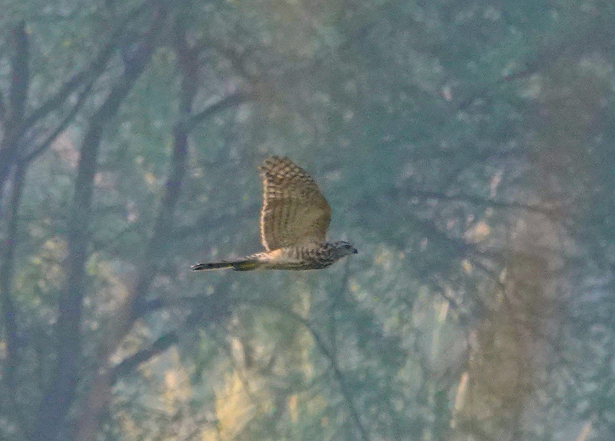 Үүрсээ харцага - ML644581676