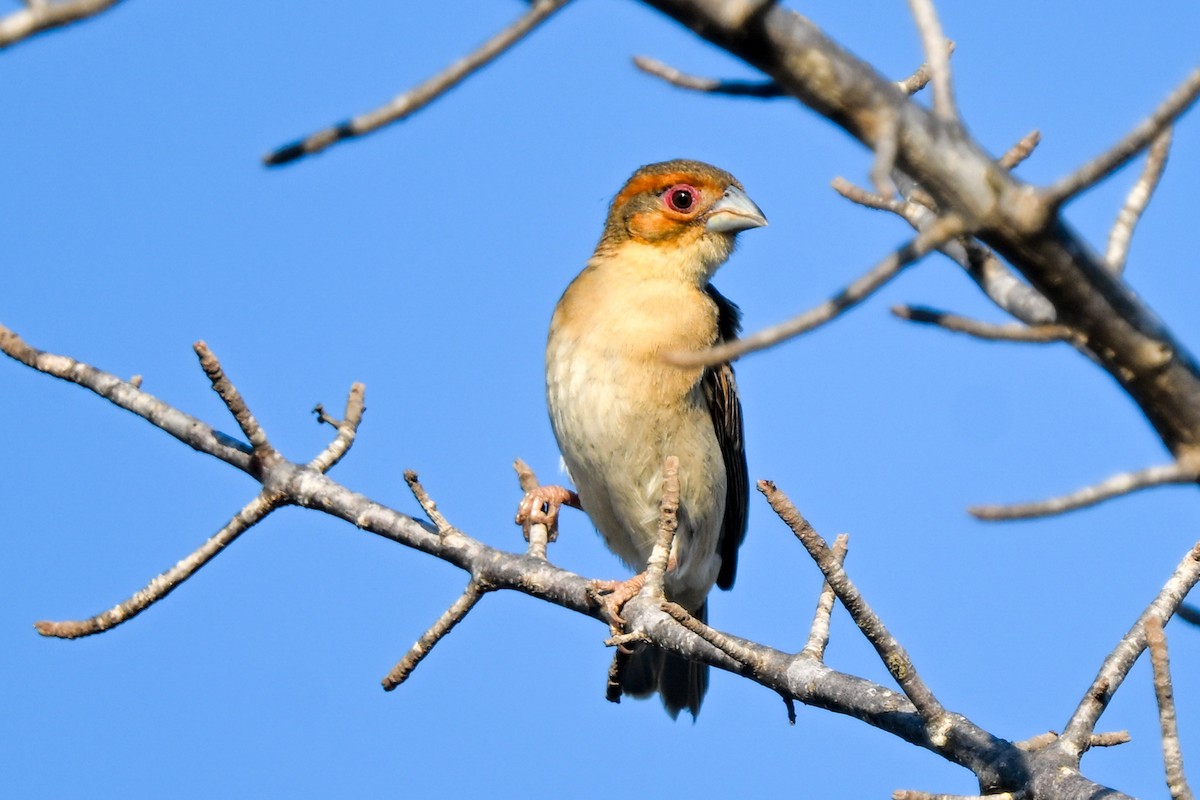 Tisserin sakalave - ML644581679