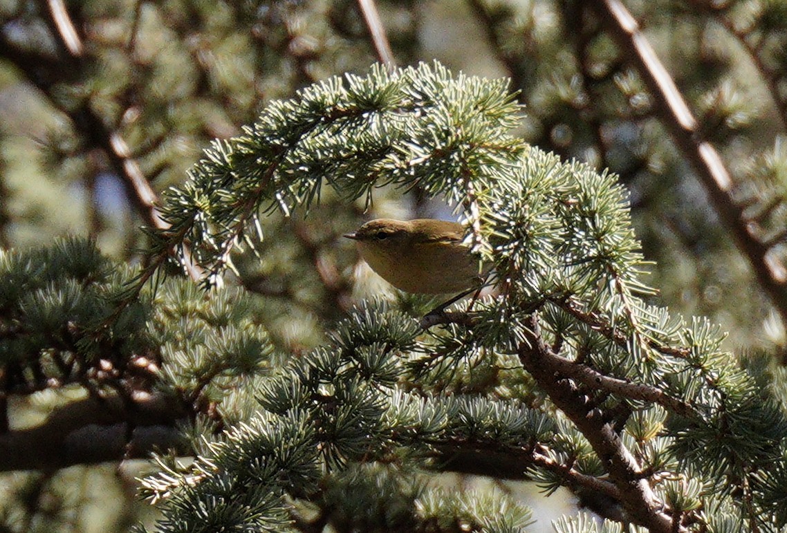 Pouillot ibérique - ML644581680