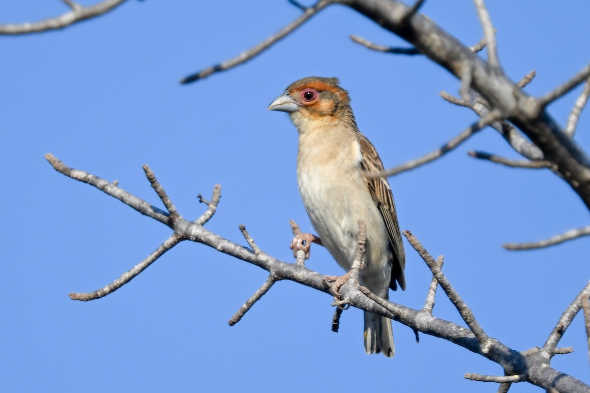 Tisserin sakalave - ML644581682