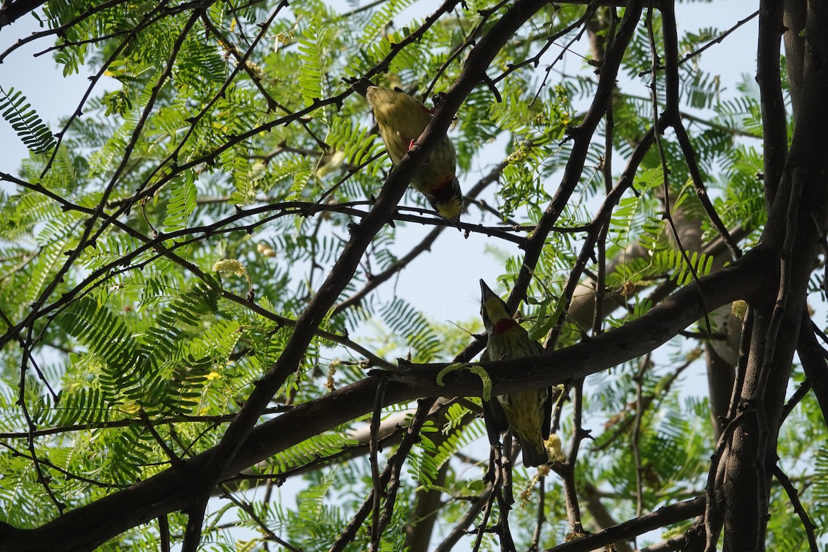 Coppersmith Barbet - ML644581690