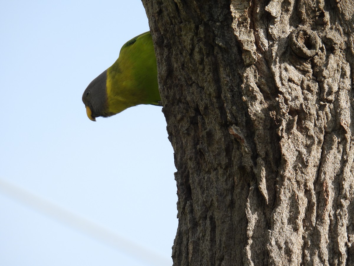 Папужець фіолетовоголовий - ML644581703