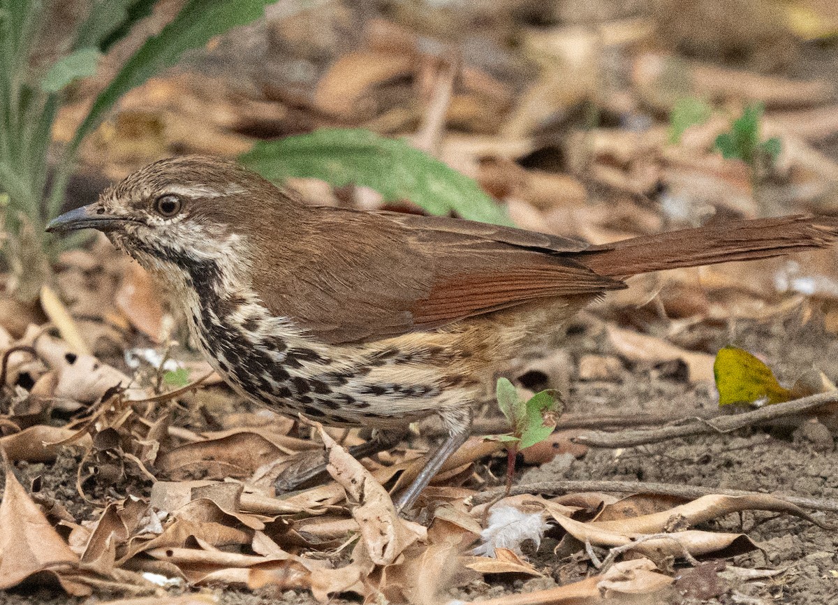 Дроздовая пальмара - ML644581704