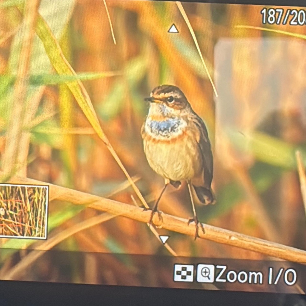 藍喉鴝 - ML644581705